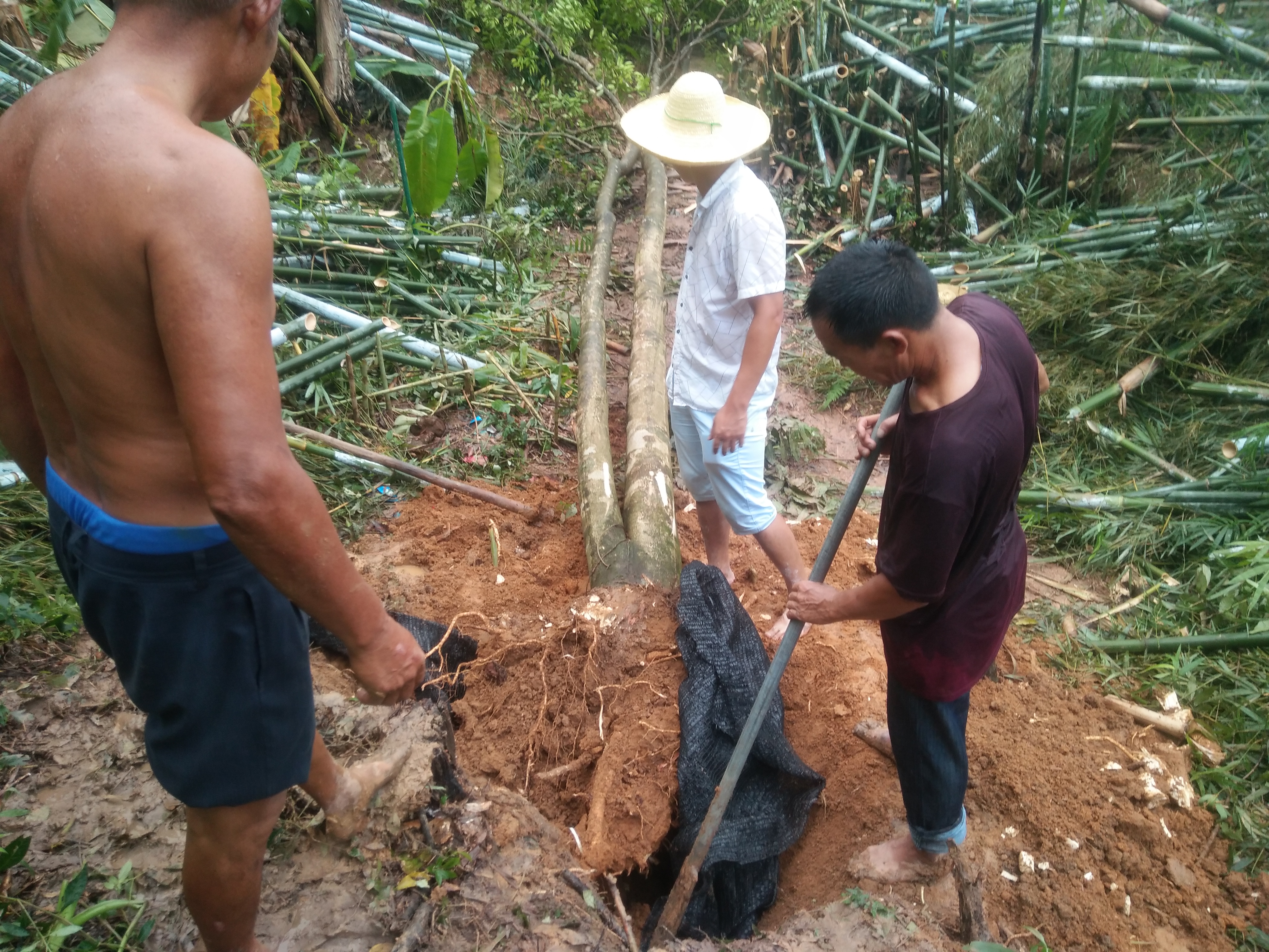 沉香風(fēng)景樹綠化樹沉香大樹沉香假植苗沉香袋裝苗緣來香沉香樹移植產(chǎn)業(yè)園