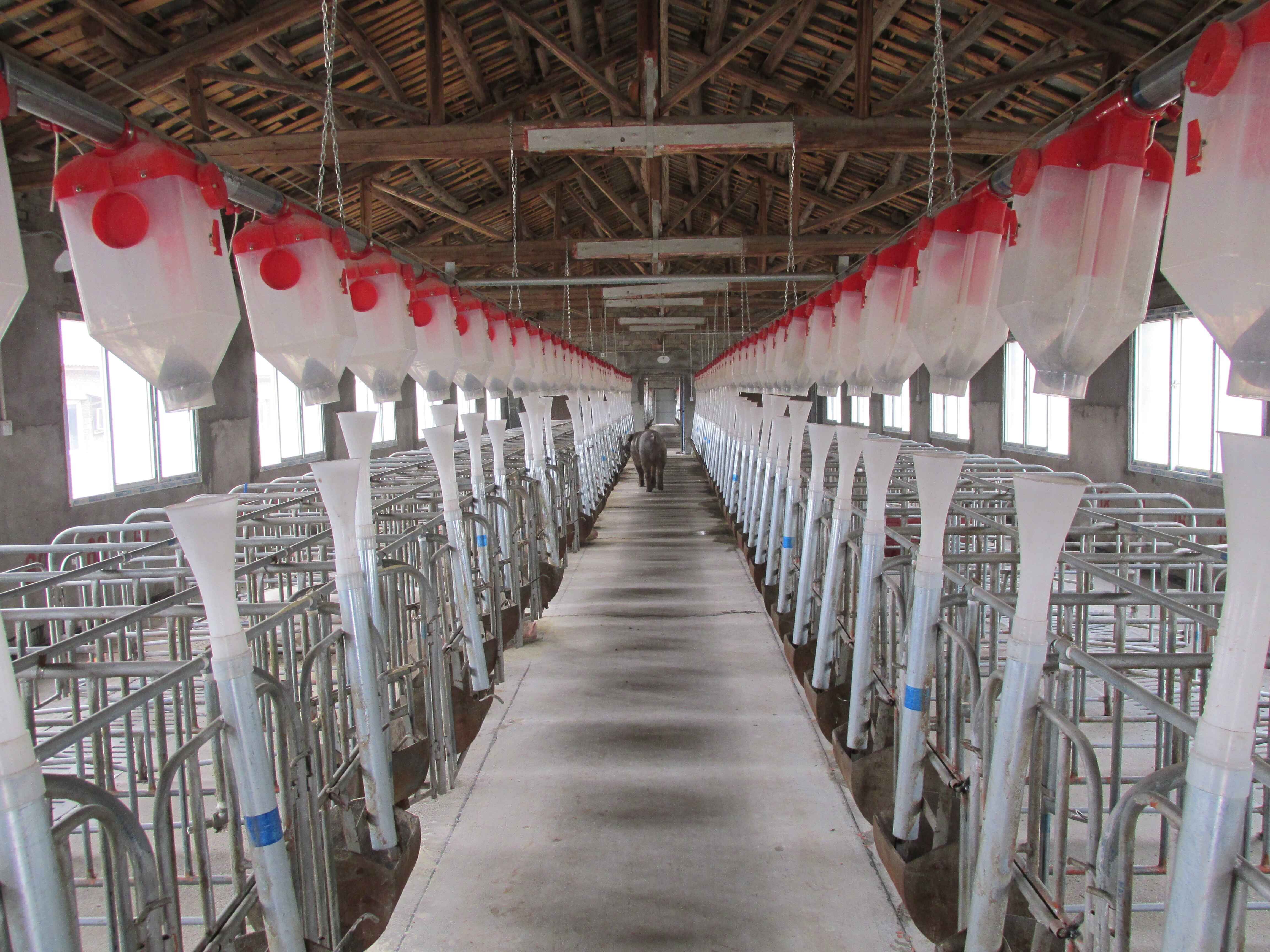 山東華邦供應(yīng)養(yǎng)豬定量杯