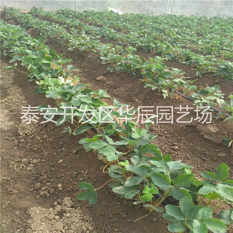 華辰園藝場(chǎng)太空2008草莓苗基地批發(fā) 太空草莓苗 法蘭地甜查理太空草莓苗價(jià)格