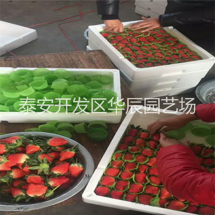 童子一號(hào)草莓苗基地批發(fā) 童子一號(hào)草莓苗價(jià)格 牛奶四季魯旺童子一號(hào)草莓苗現(xiàn)挖現(xiàn)賣