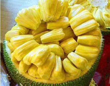 廣東菠蘿蜜苗價格  廣東蜜柚苗  廣東榴蓮蜜菠蘿苗  泰國紅肉菠蘿  廣東珍珠菠蘿