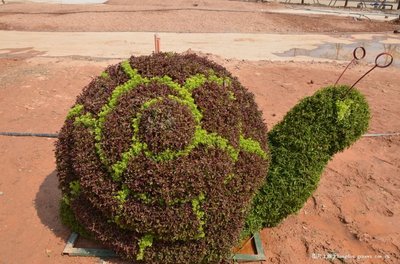 新園五色草立體造型-蝸牛