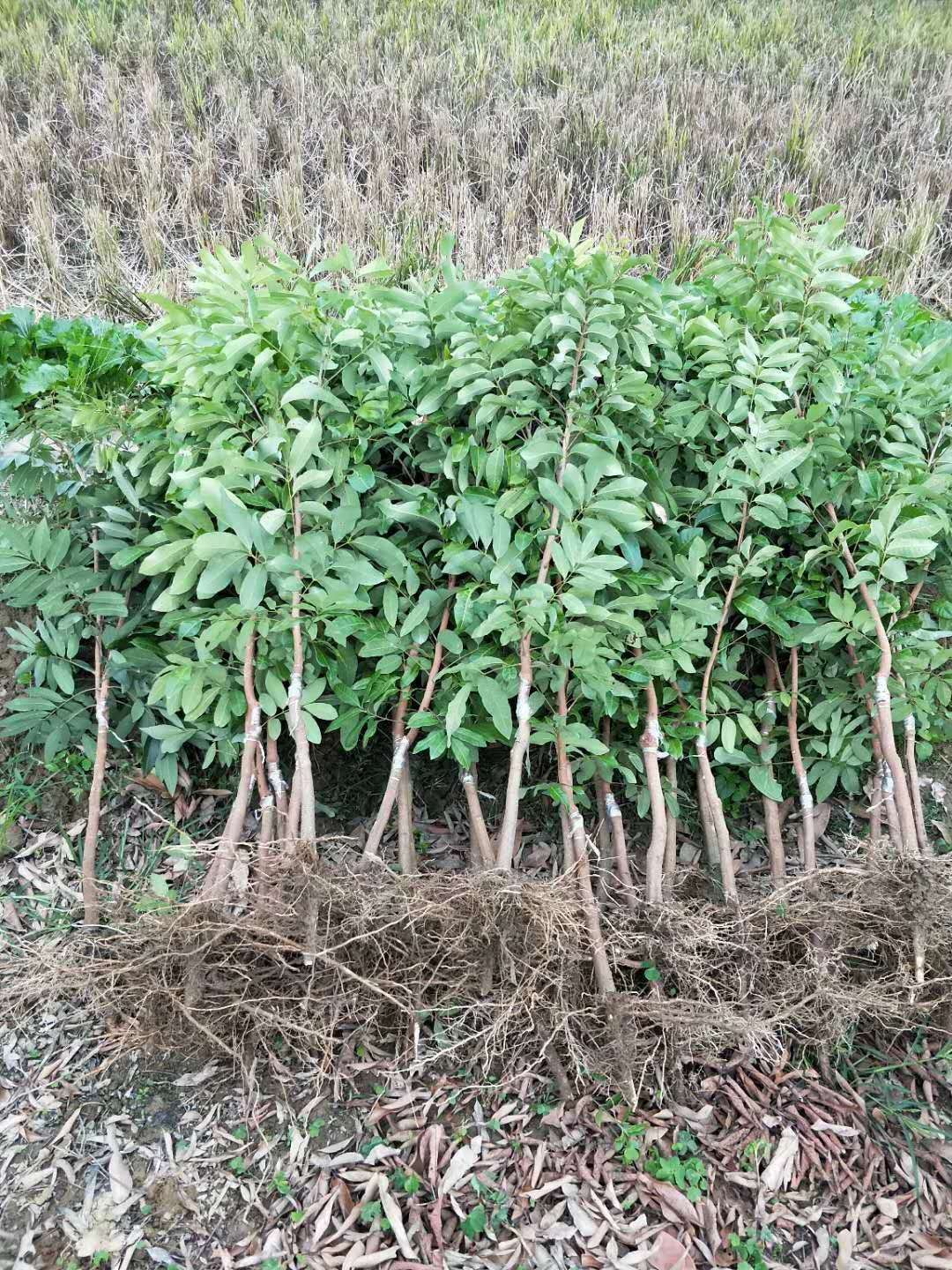 貴州省荔枝苗價格  六盤水市荔枝苗價格   畢節(jié)市荔枝苗價格   銅仁市荔枝苗價格  黔東南州荔枝苗價格