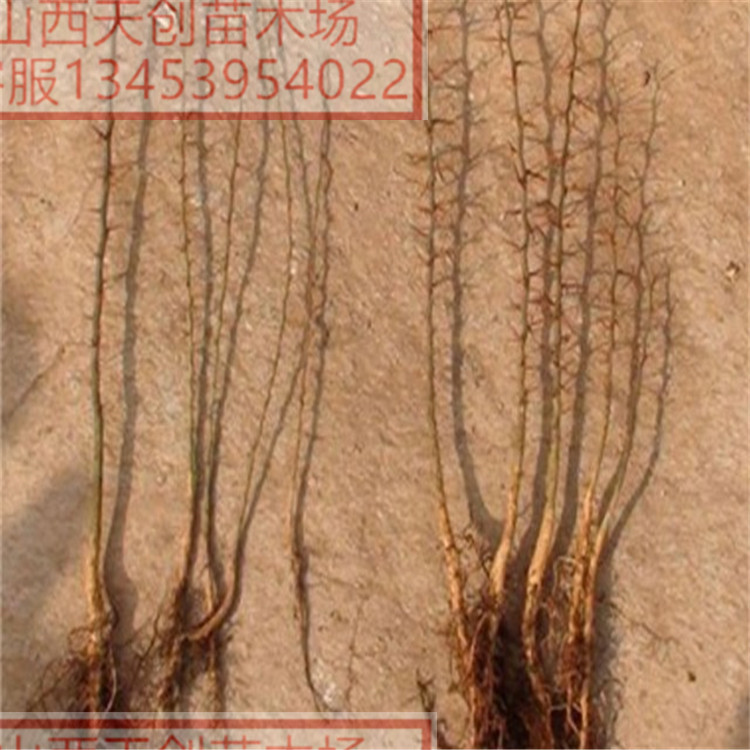 供應(yīng)皂角苗 大刺皂角苗十年品質(zhì)保證