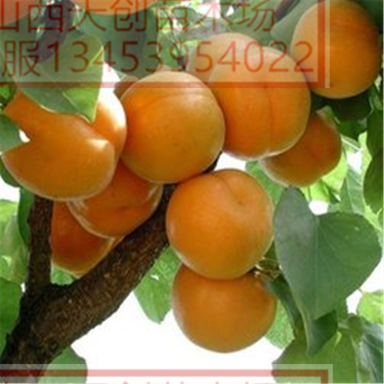 供應(yīng)山杏苗 山杏苗批發(fā)優(yōu)質(zhì)杏樹成品苗詹姆