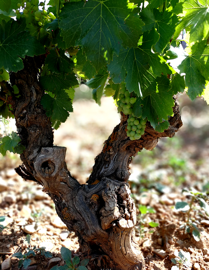 法國原瓶紅酒進口商，法國紅酒深圳現(xiàn)貨，法國各等級紅酒批發(fā)供應(yīng)