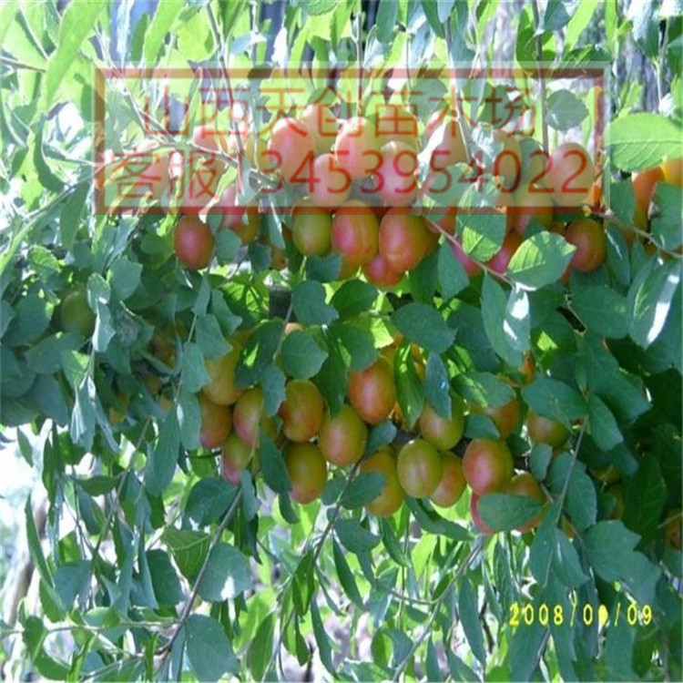 供應(yīng)鈣果苗 純正鈣果苗品質(zhì)保證