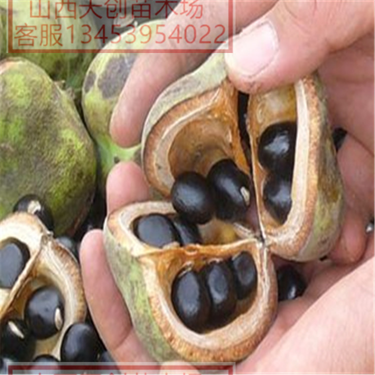 供應(yīng)文冠苗 稀有植物文冠苗 供應(yīng)文冠苗 稀有植物文冠果苗