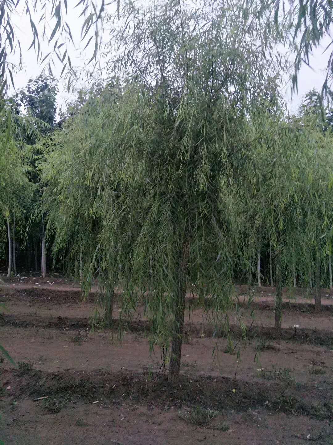 河南垂柳種植基地，河南哪里有垂柳苗木批發(fā)，河南垂柳綠化苗基地直銷