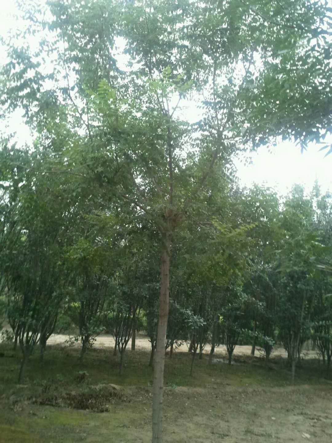 法桐，河北速生法桐種植基地，河北哪里有速生法桐樹苗賣