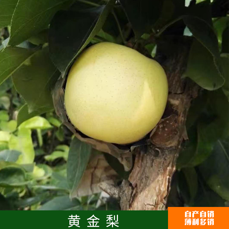山東 廠家直銷批發(fā)供應(yīng) 黃金梨 百果之宗 酸甜適口 “天然礦泉水”之稱 量大從優(yōu)