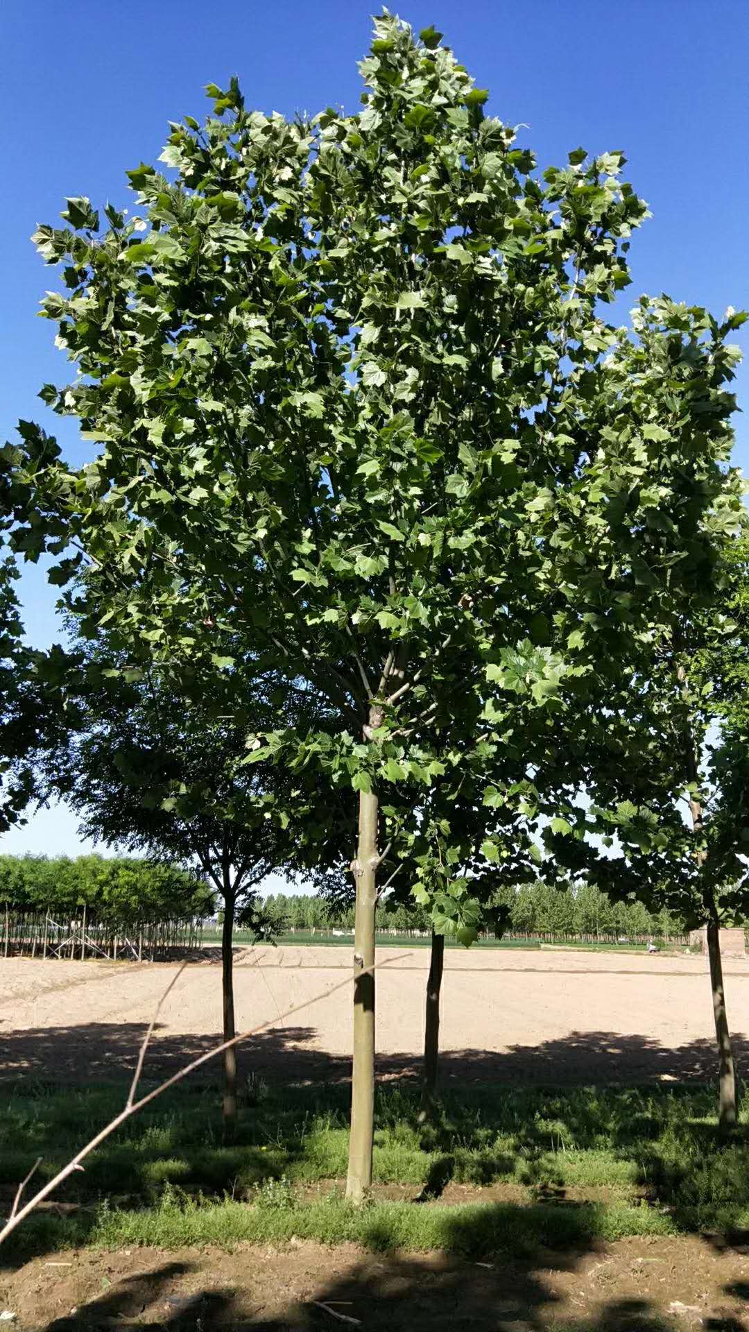 法桐，河北速生法桐種植基地，河北哪里有速生法桐樹苗賣