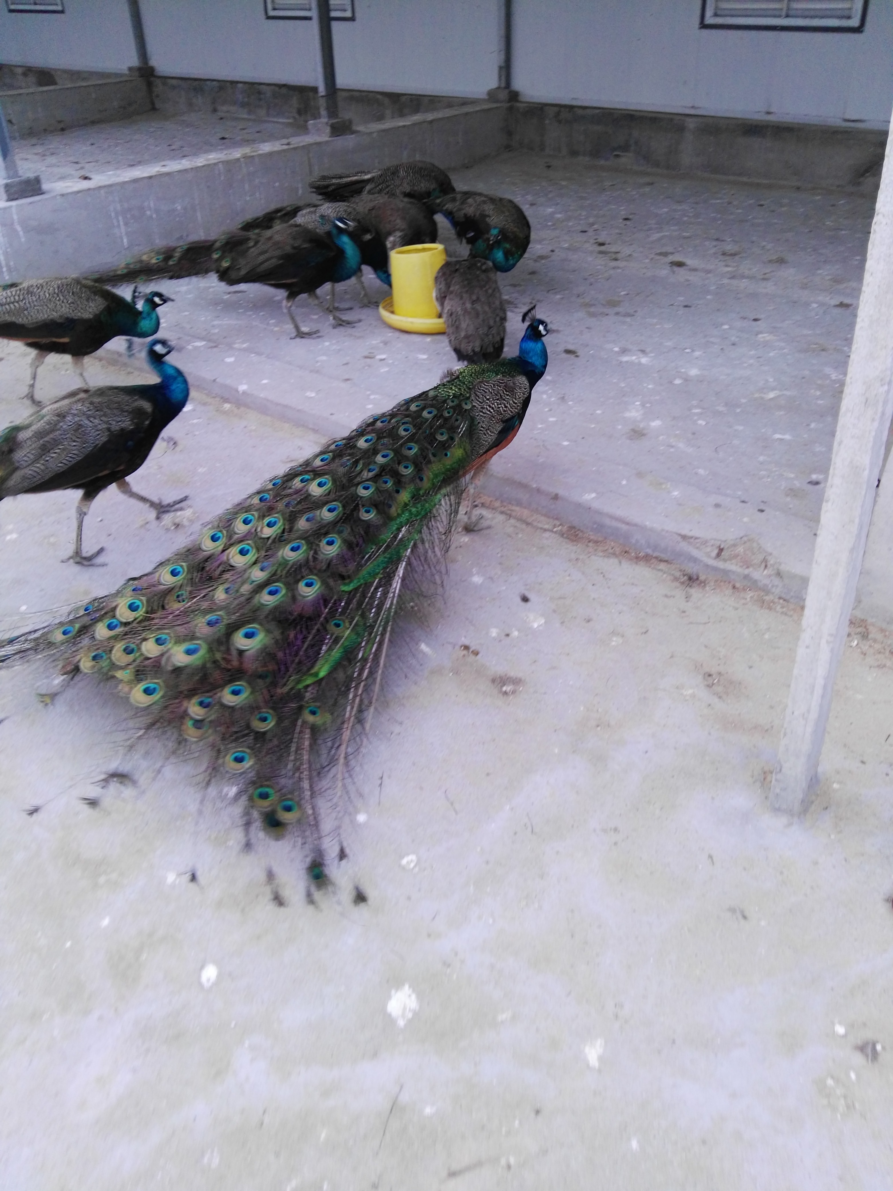 種*，*，*，觀賞*，*苗供應(yīng)