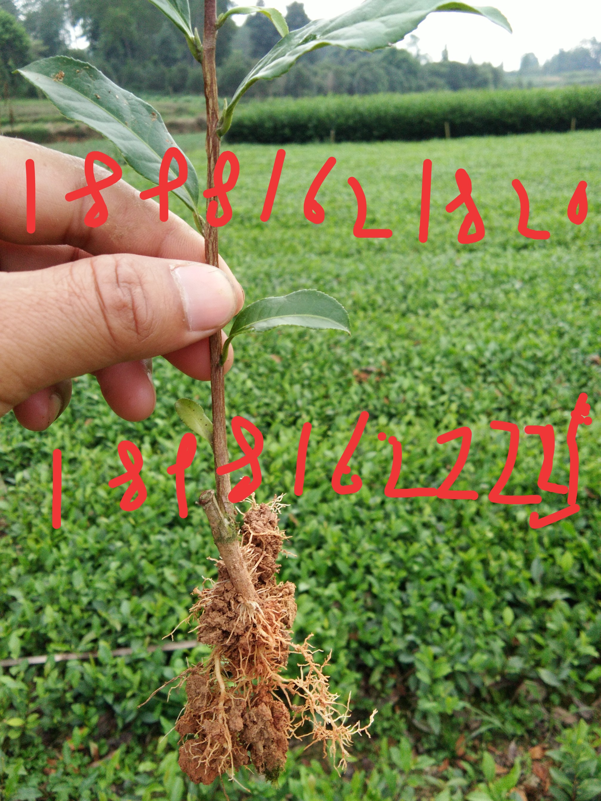 四川黃金芽茶苗哪里買|四川黃金芽茶苗批發(fā)價(jià)格|四川茶苗專業(yè)種植基地