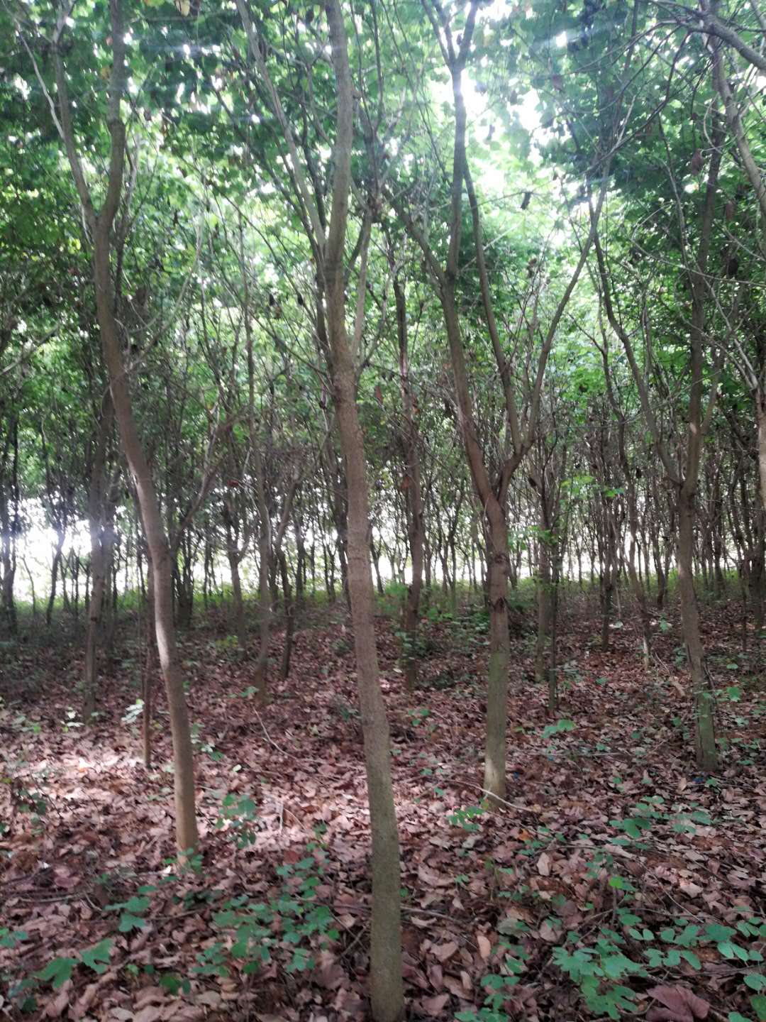 羊蹄甲 廣西園林綠化羊蹄甲電話 廣西園林綠化羊蹄甲多少錢 園林綠化羊蹄甲多少錢