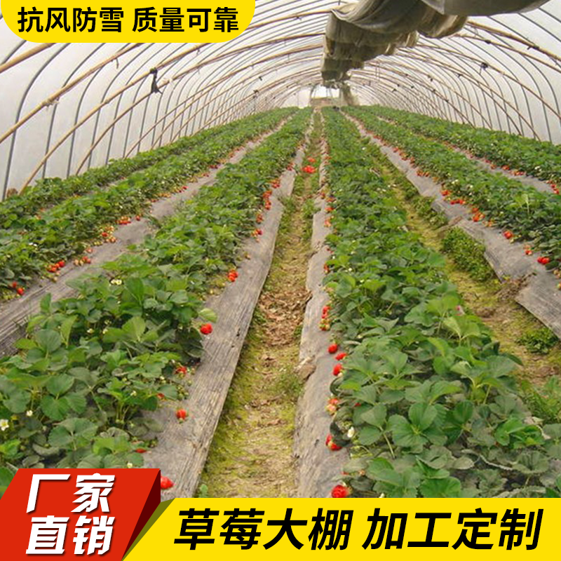 山西火龍果大棚草莓大棚土豆大棚鍍鋅大棚管 葡萄大棚量大優(yōu)惠