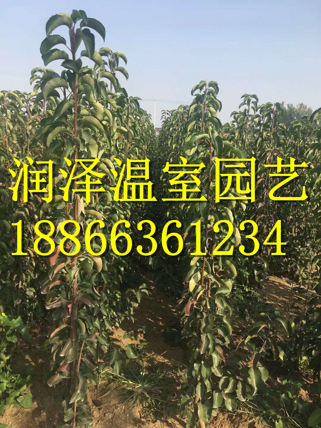 歐洲丁香 北美丁香 美國灌木丁香 美國灌木玉蘭 灌木玉蘭 潤澤溫室園藝有限公司