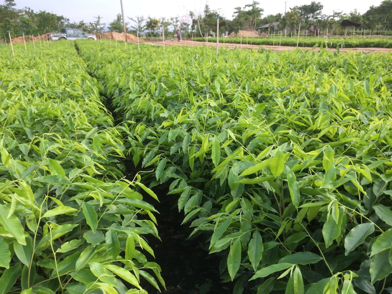 海南沉香苗價(jià)格，哪里有沉香苗？沉香苗種植基地直銷，沉香苗哪家好？ 沉香苗苗圃種植 金華沉香苗