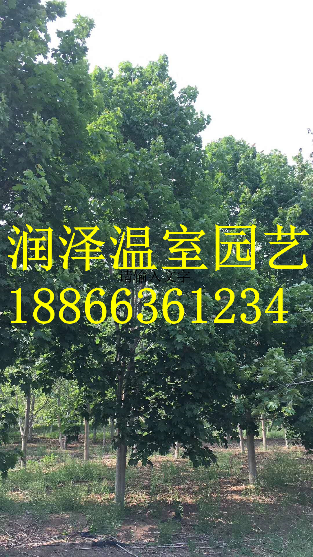 歐洲丁香 北美丁香 美國灌木丁香 美國灌木玉蘭 灌木玉蘭 潤澤溫室園藝有限公司