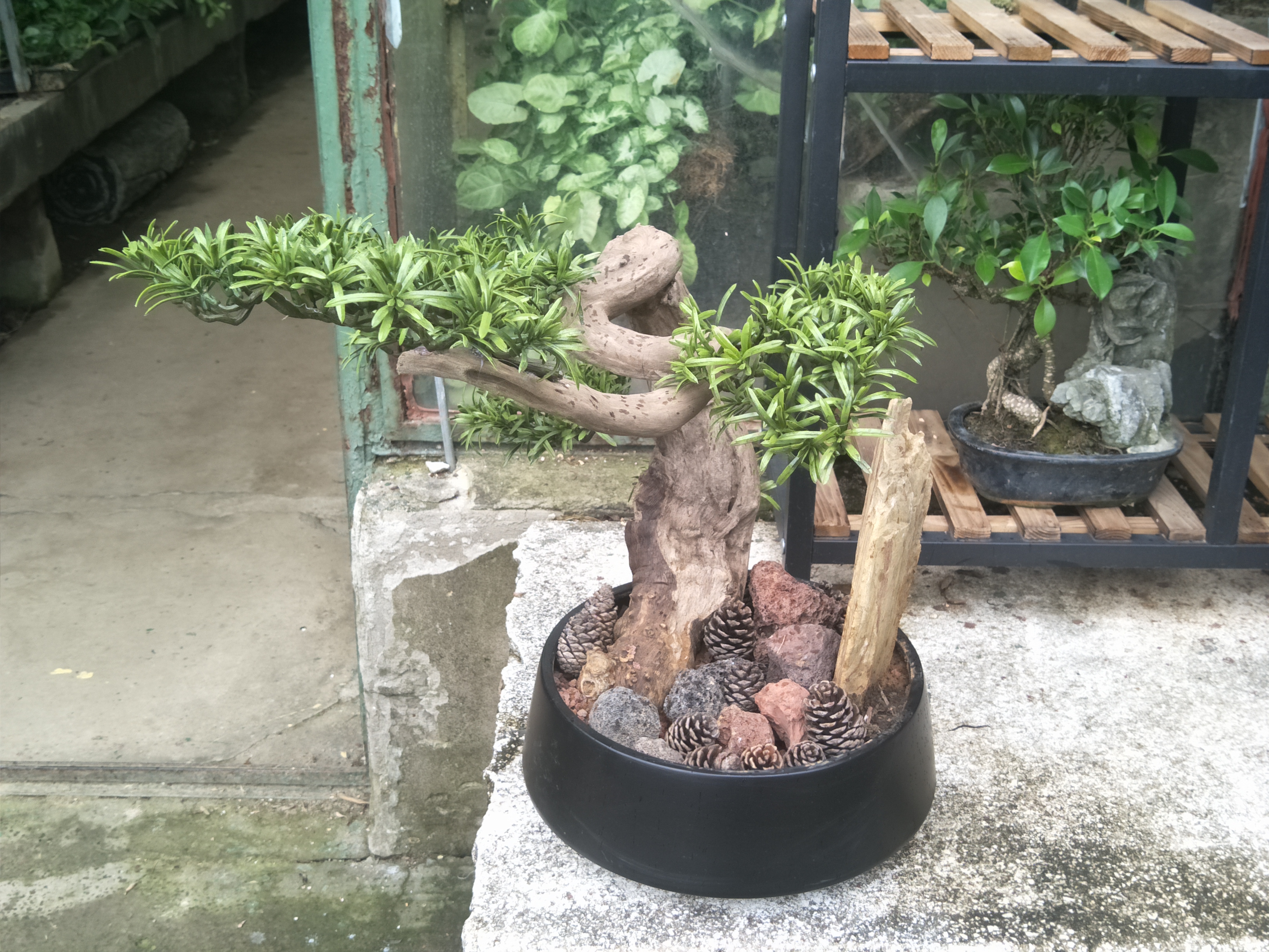 杭州時尚楓桓仿真盆景