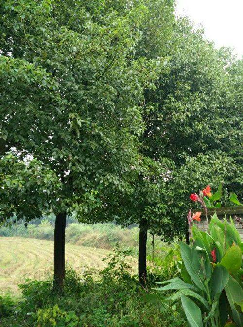 供應成都地區(qū)28公分*香樟 湖北香樟