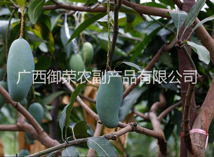 廣西水果供應(yīng)，砂糖桔批發(fā)，芒果批 水果批發(fā)，砂糖桔，芒果，百香果