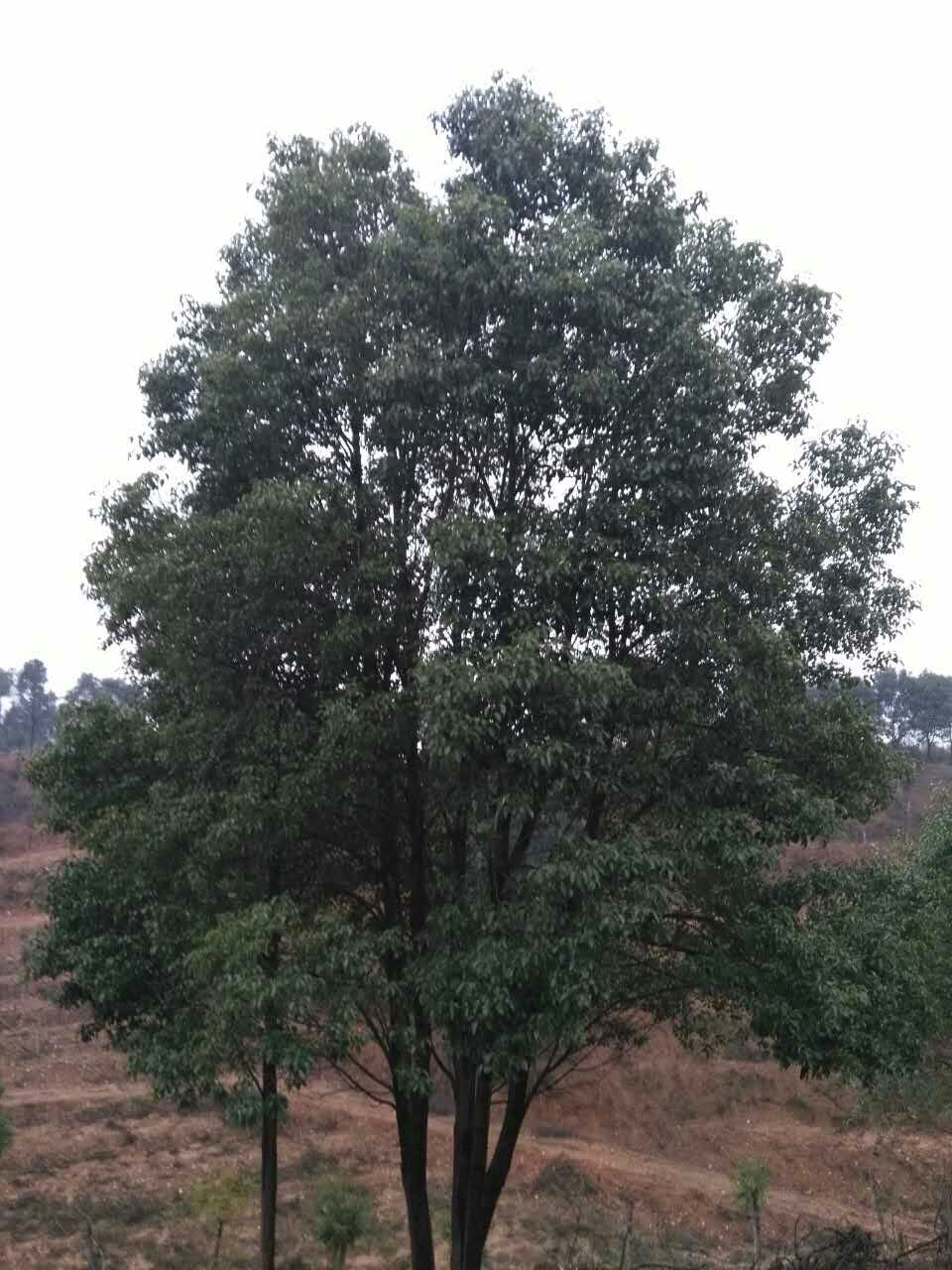 供應成都地區(qū)28公分*香樟 湖北香樟