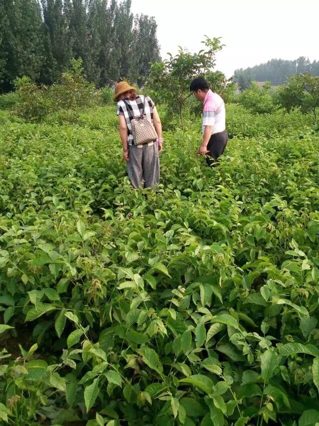 核桃苗怎么種植