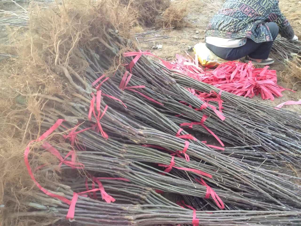 蘋果苗哪里有，品種齊全，*惠
