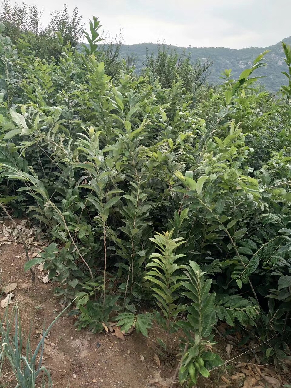 基地供應(yīng)板栗苗，品質(zhì)保證