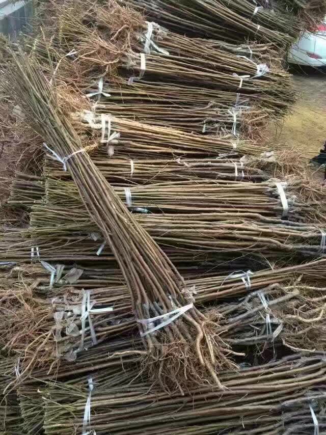 哪里有杏樹苗批發(fā)出售