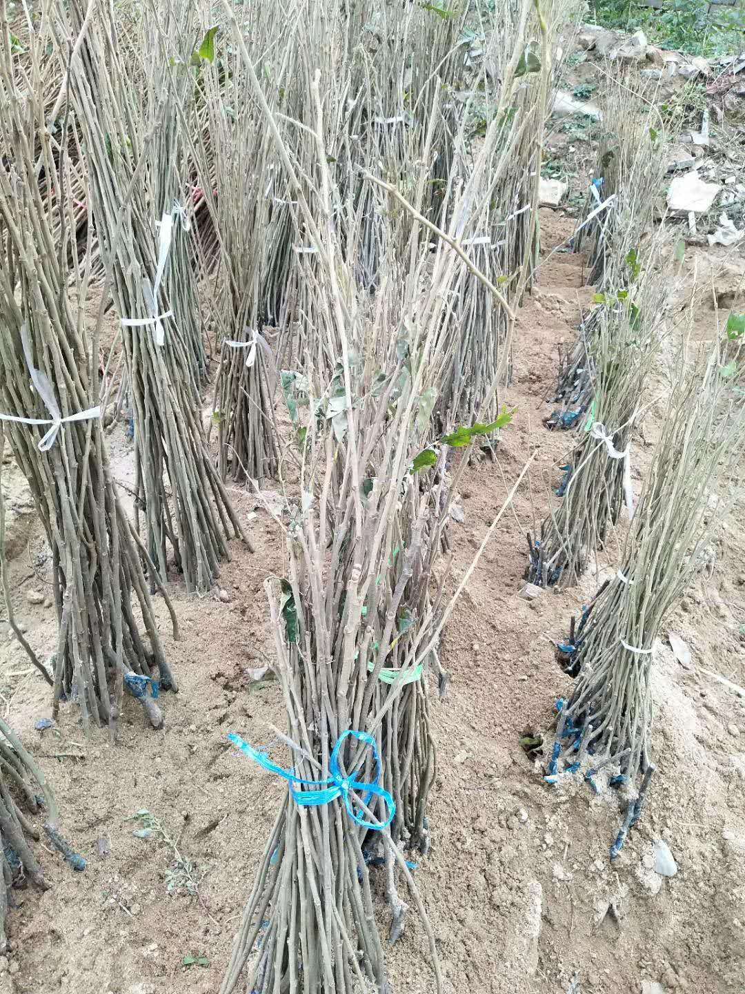 基地供應(yīng)板栗苗，品質(zhì)保證