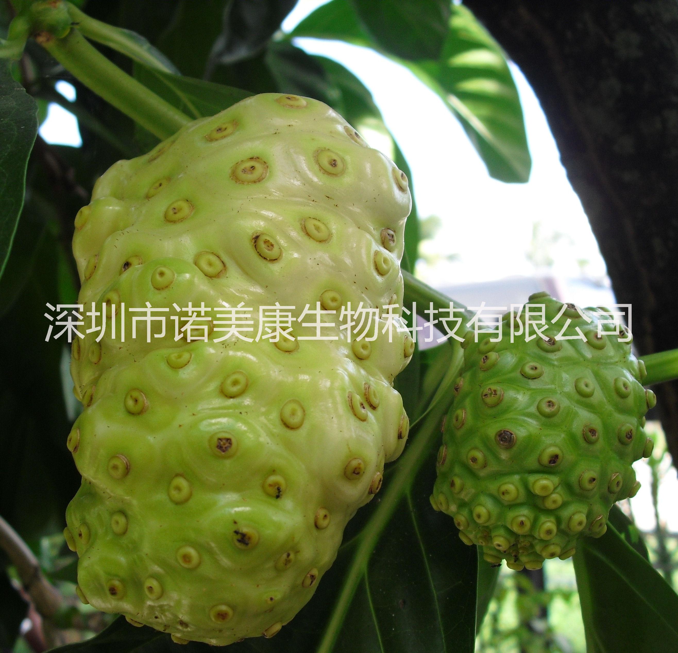 供應(yīng)薩摩亞進口諾麗果漿