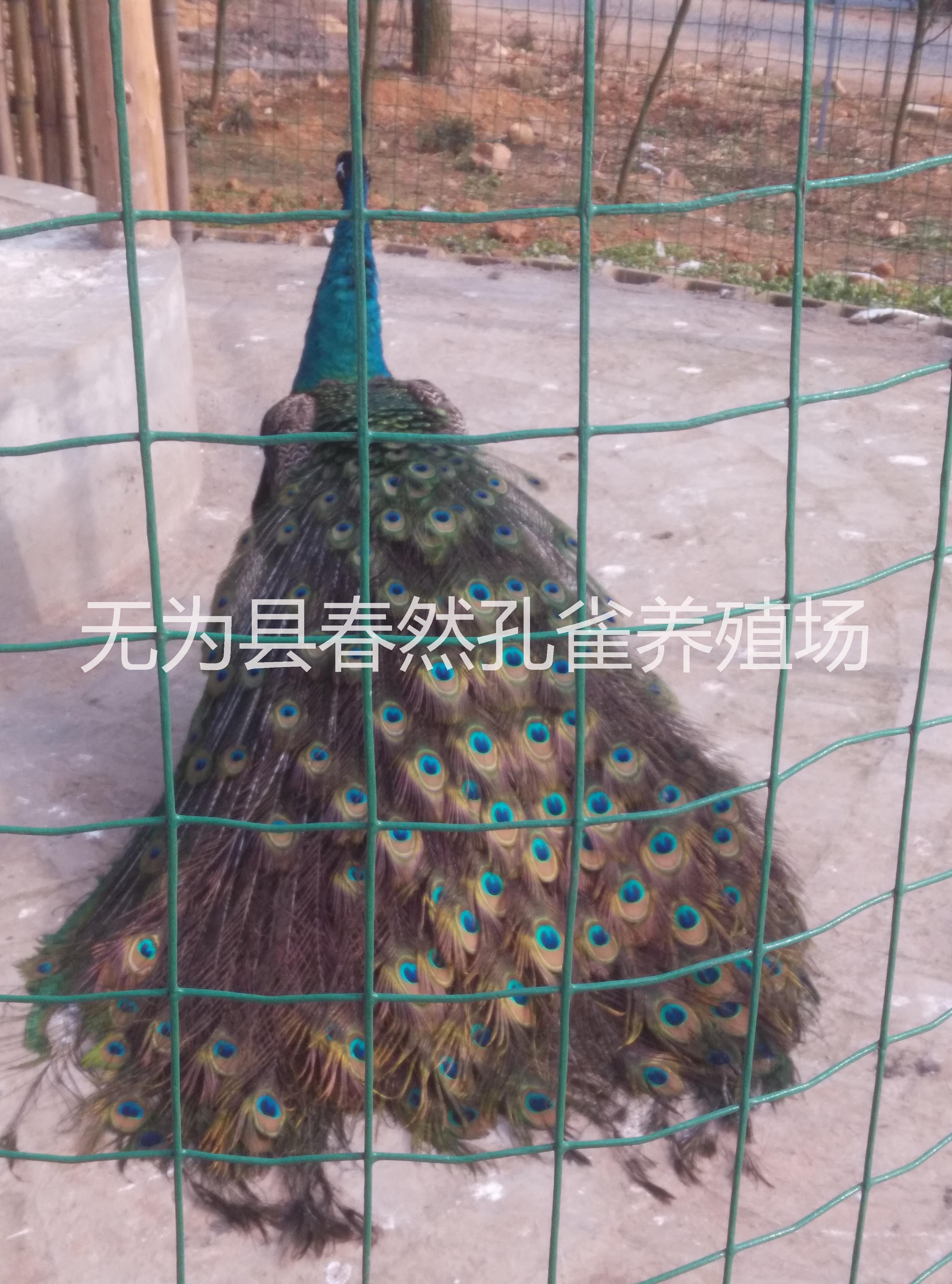 江蘇*，南京*馬鞍山*供應安徽省浩然*養(yǎng)殖有限公司