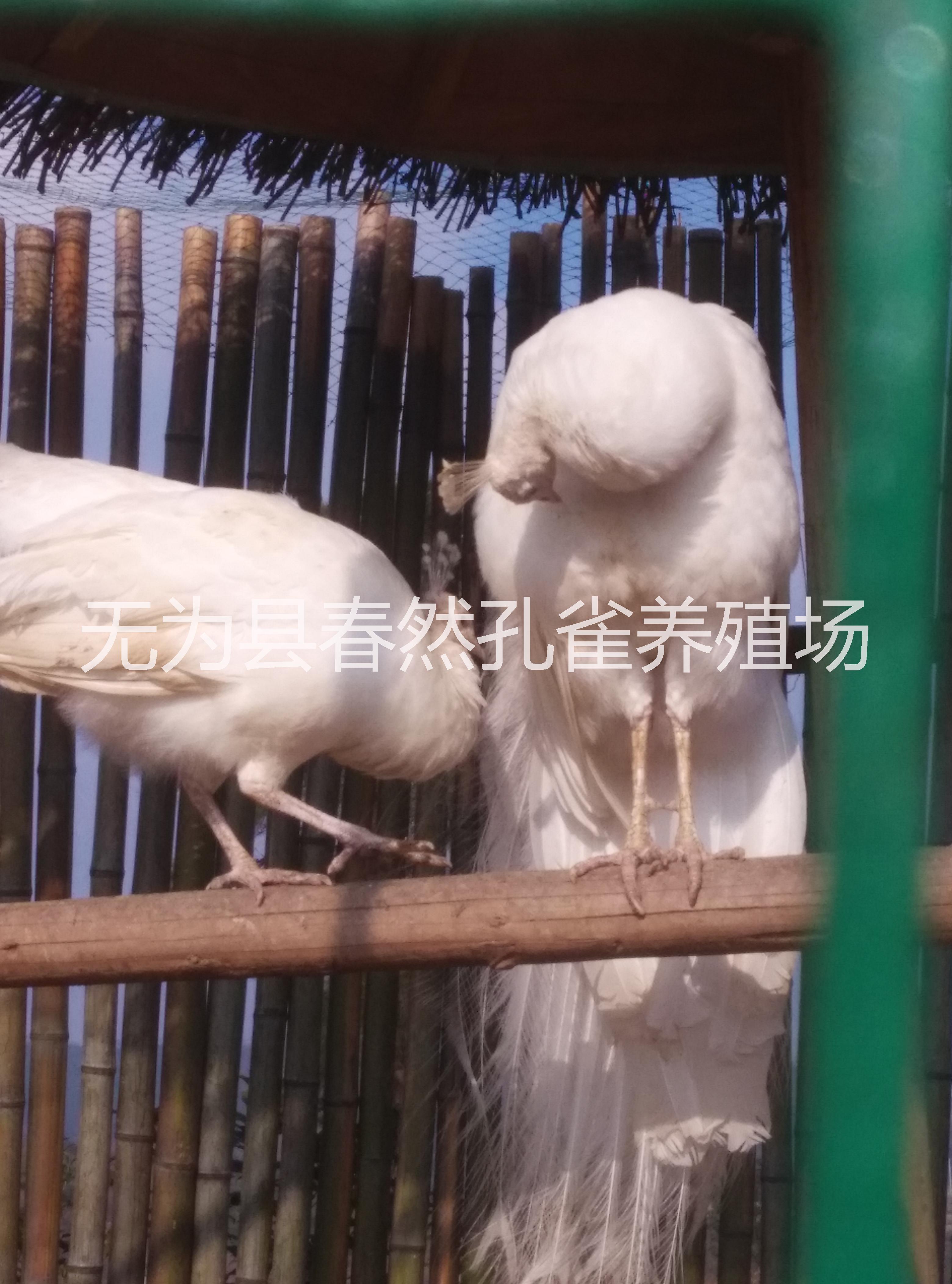 **標本，無一插毛現(xiàn)象，假一罰十，安徽省浩然*養(yǎng)殖有限公司供應