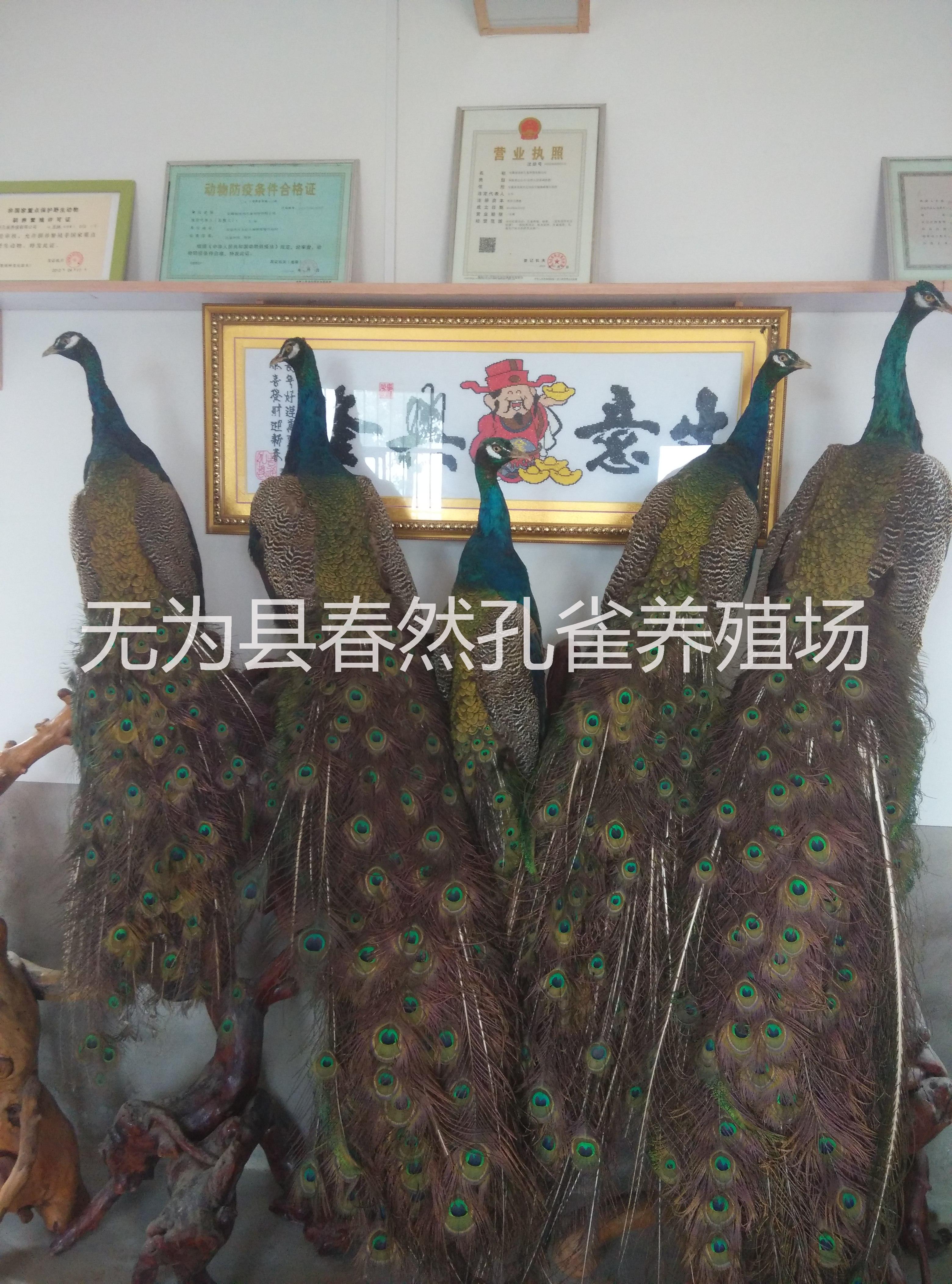安徽規(guī)模化*養(yǎng)殖場供應