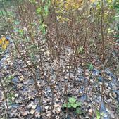 隨州銀杏樹苗生產(chǎn)廠家 銀杏樹苗存活率高