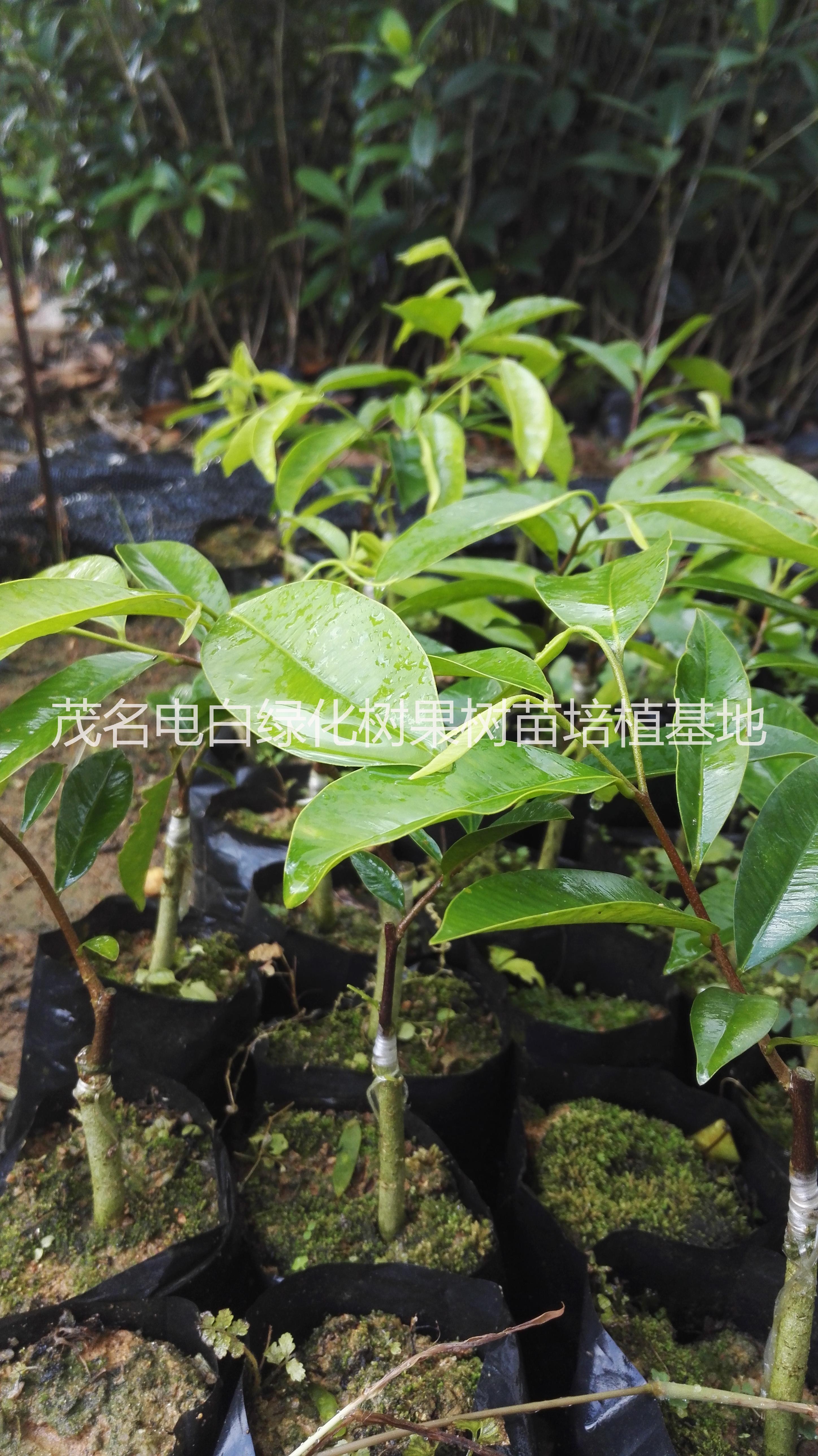 *奇楠沉香嫁接小苗