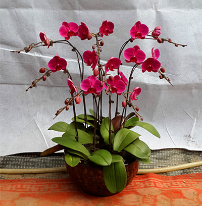 廣州綠植花卉租售 廣州市盆栽租賃 廣州市綠植租賃 廣州市綠植租賃公司 廣州市盆栽租賃價格 廣州盆栽批發(fā)