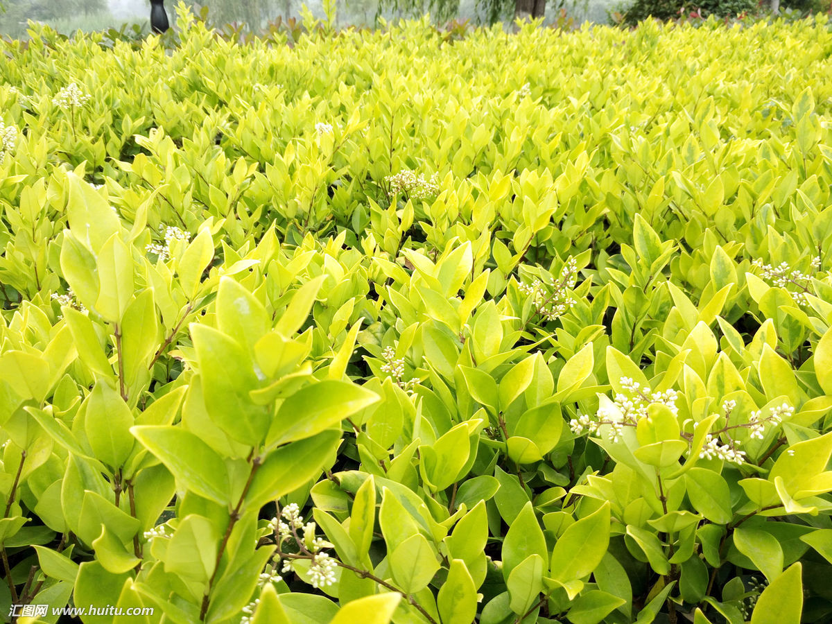 山東道路綠化苗木基地常用的地被綠籬植物有哪些