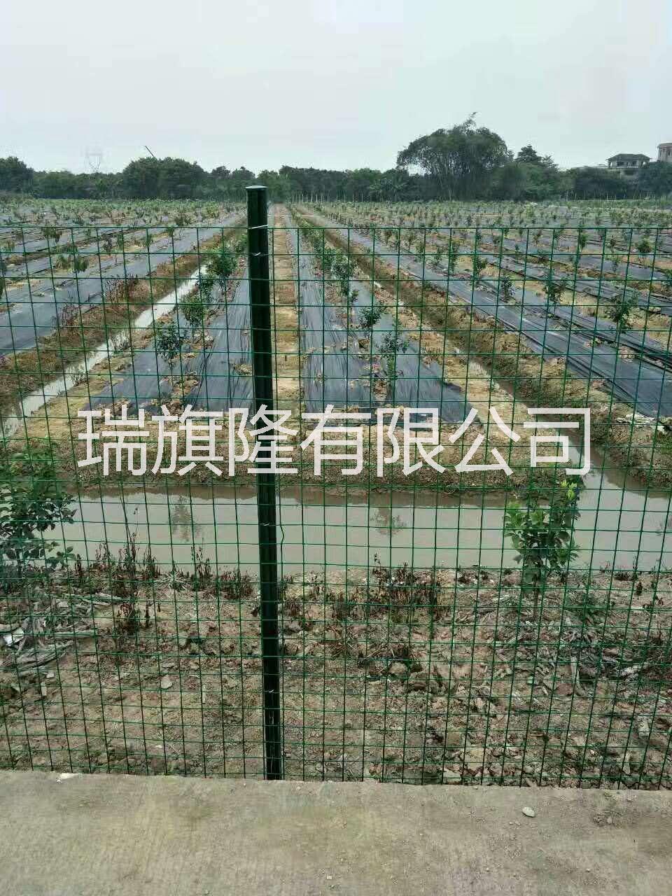 養(yǎng)雞場圍欄 農田果園防爬網 綠色浸塑電焊網卷 荷蘭網廠家現(xiàn)貨批發(fā)