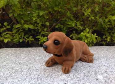 臘腸犬搖頭狗狗 臘腸犬搖頭狗狗電話 臘腸犬搖頭狗狗報(bào)價(jià) 臘腸犬搖頭狗狗批發(fā) 臘腸犬搖頭狗狗供應(yīng)商