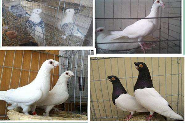 兩頭烏鴿價格兩頭烏種鴿多少錢一 對