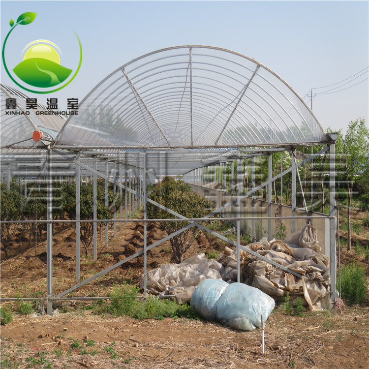 日光花卉溫室 文洛牡丹花卉大棚