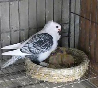 淑女鴿有幾種顏色，哪種顏色值錢