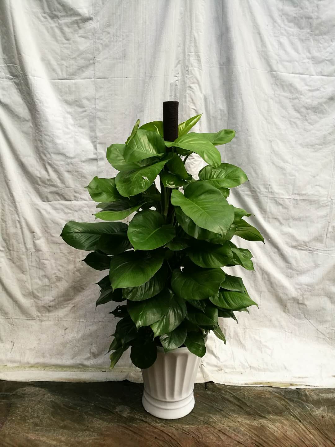 廣州植物租賃租擺 廣州市盆栽租賃 廣州市綠植租賃 廣州市綠植租賃公司 廣州市盆栽租賃價格 廣州市盆栽租賃報價