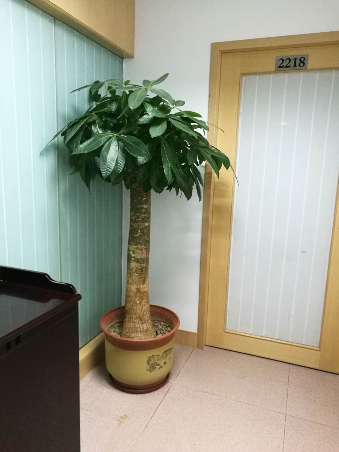廣州市盆栽租賃 廣州市綠植租賃 廣州市綠植租賃公司 廣州市盆栽租賃價格 廣州市盆栽租賃報價 綠植出售價格 綠植出租