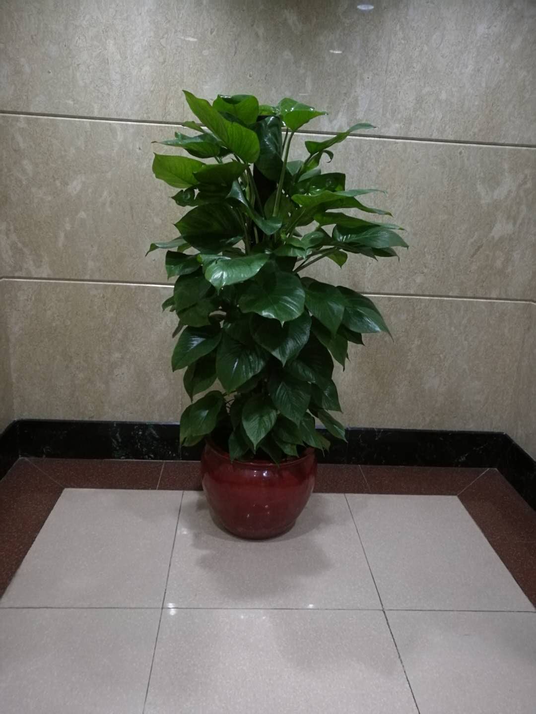 廣州寫字樓租花價格 廣州花卉租擺行情 廣州花卉出租
