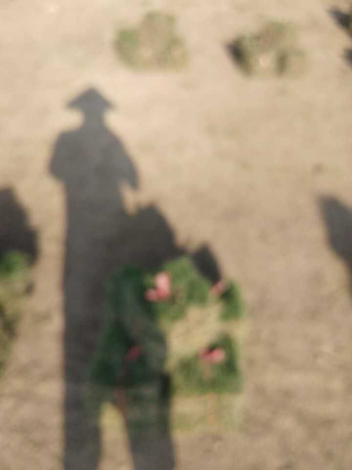 廣西馬尼拉草皮報價  馬尼拉草皮優(yōu)質(zhì)供應(yīng)商  馬尼拉草皮種植技術(shù)  南寧馬尼拉草皮