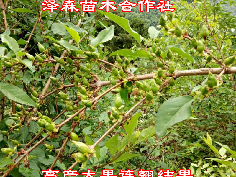 山西2年連翹苗種植基地 2年連翹苗 藥用連翹苗